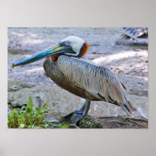 Brown Pelican Poster