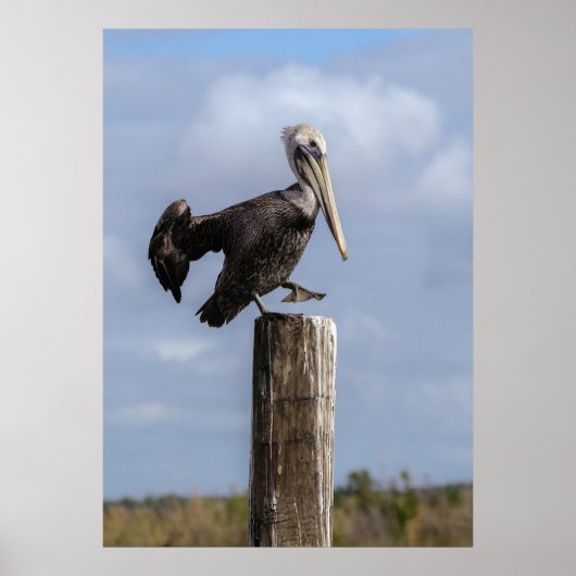 Brown Pelican Puzzle Poster (Voorkant)