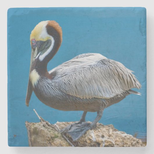 Brown Pelican Stenen Onderzetter (Voorkant)