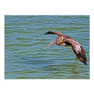 Brown Pelican vliegt boven water Foto Afdruk