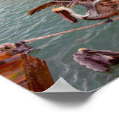 Brown Pelicans Squabble in Florida Poster (Hoek)