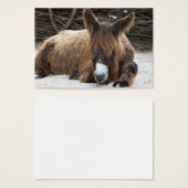 Brown Poitou Donkey (Devant & derrière)