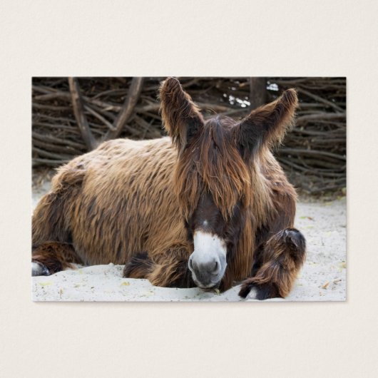 Brown Poitou Donkey (Devant)