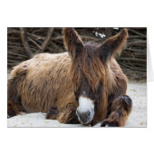 Brown Poitou Donkey (Devant horizontal)