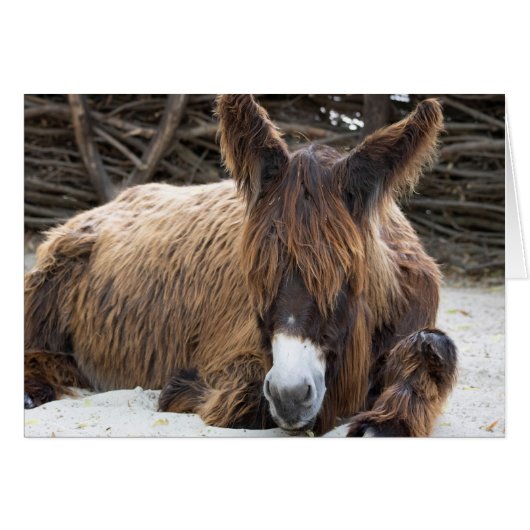 Brown Poitou Donkey (Devant horizontal)