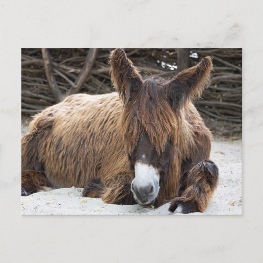 Brown Poitou Donkey Briefkaart (Voorkant)