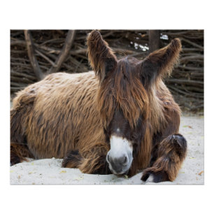 Brown Poitou Donkey Perfect Poster