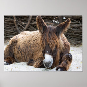 Brown Poitou Donkey Poster