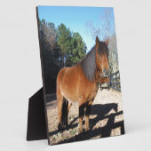 Brown pony turquoise Sky Fotoplaat (Zijkant)