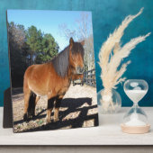 Brown pony turquoise Sky Fotoplaat (Zijkant)