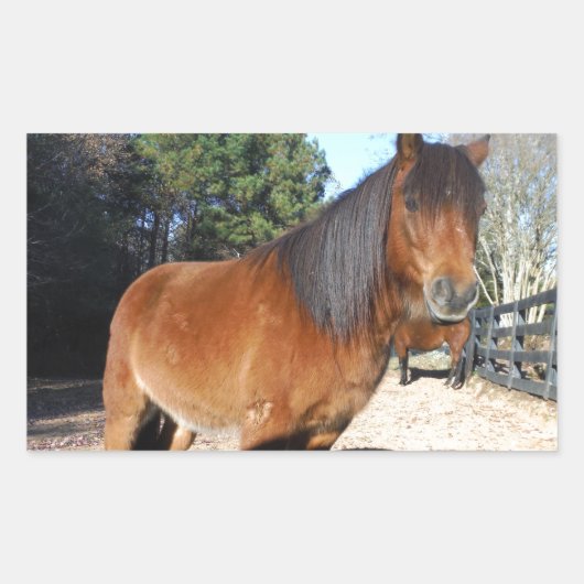 Brown pony turquoise Sky Rechthoekige Sticker (Voorkant)