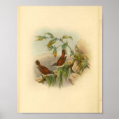 Brown Rufous Backed Greywent Bird Print (Voorkant)