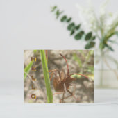 Brown Shield Bug Close Up HELLO Carte postale (Debout devant)