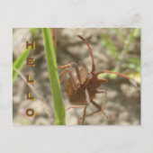 Brown Shield Bug Close Up HELLO Carte postale (Devant)