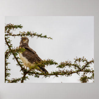 Brown Snake Eagle – Sentinel van de Savanne Poster