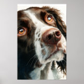 Brown springer spaniel  poster (Voorkant)