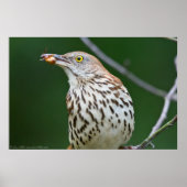 Brown Thrasher avec/ Catch Of the Day Poster (Devant)