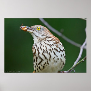 Brown Thrasher avec/ Catch Of the Day Poster