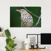 Brown Thrasher avec/ Catch Of the Day Poster (Bureau à domicile)