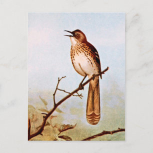 Brown Thrasher Bird Art Briefkaart