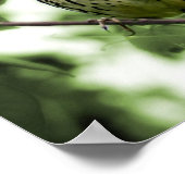 Brown Thrasher Print (Hoek)