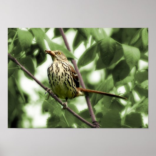 Brown Thrasher Print (Voorkant)