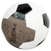 Brown Young Australian Wallaby Mange Un Bâton, (3/4)