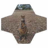 Brown Young Australian Wallaby Mange Un Bâton, (Plat)