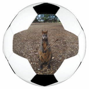 Brown Young Australian Wallaby Mange Un Bâton,