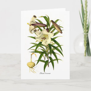 Brownii van Lilium Kaart