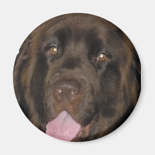 BrownNewf Magneet (Voorkant)