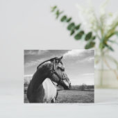 Brownstead Stallion Briefkaart (Staand voorkant)