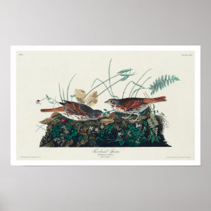 Bruant de couleur renard par Audubon Poster