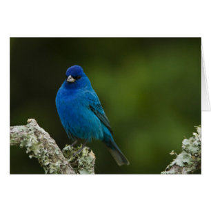 Bruant indigo, Passerina cyanea, Côtiers