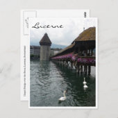 brugzwanen briefkaart (Voorkant / Achterkant)