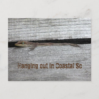 Bruin Anole Briefkaart