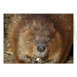 Bruin beaver Nibbles voedsel uit stutten kleine po