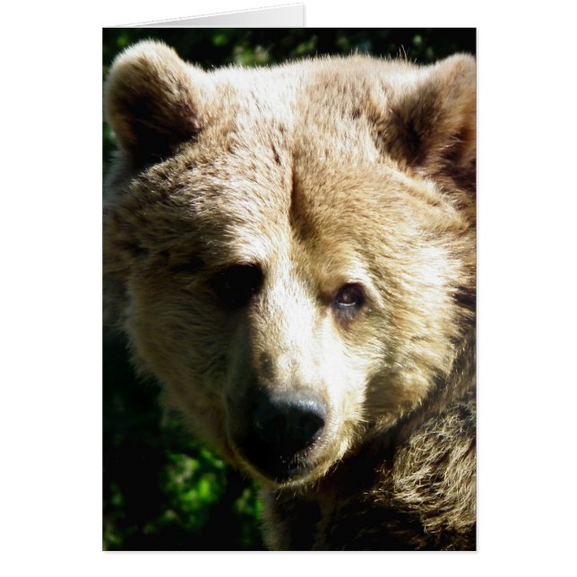 Bruin beer (Voorkant)