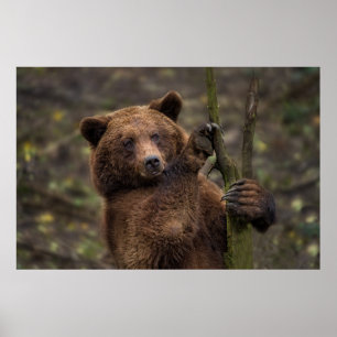 Bruin Beer Alle poten en klauwen Poster
