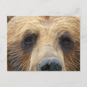 Bruin Beer Briefkaart