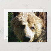 Bruin beer briefkaart (Voorkant / Achterkant)