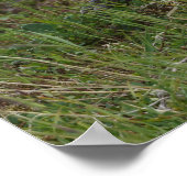 Bruin Beer Cubs die met hun moeder rondlopen Poster (Hoek)