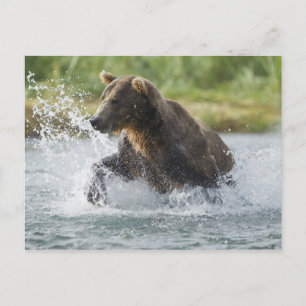 Bruin Beer dat zalm achtervolgt in de rivier Briefkaart