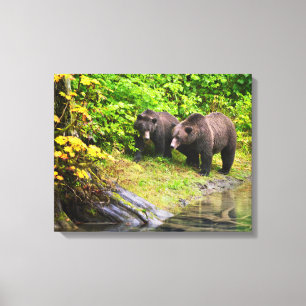 Bruin Beer en kauwen Hyder, Alaska Canvas Afdruk