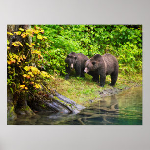 Bruin Beer en kauwen   Hyder, Alaska Poster