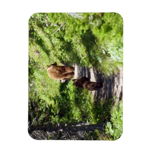 Bruin Beer familie Magneet (Verticaal)