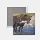 Bruin beer, grizzly beer, met zalmvangst, magneet (Voorkant / Achterkant)