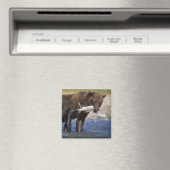 Bruin beer, grizzly beer, met zalmvangst, magneet (Insitu (Vaatwasser))