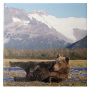 Bruin beer, grizzly beer op zijn rug tegeltje