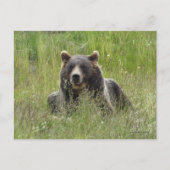 Bruin beer in gras, Alaska grizzly Briefkaart (Voorkant)
